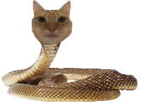 :chat_serpent: