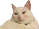 :teuch: