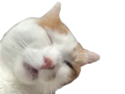 :Quinquin2:
