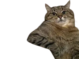 :chat_blase:
