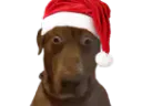 :Teddi-NOEL: