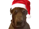 :Teddi-NOEL: