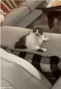 :Chat_leche: