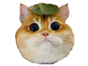 :Chat_roux: