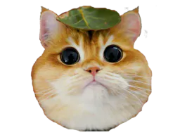 :Chat_roux: