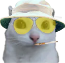 :Chat_zieute_parano: