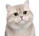 :Chat0: