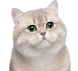 :Chat0: