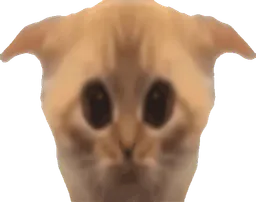 :Chat_gonfle: