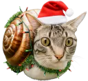 :Escargochat_noel: