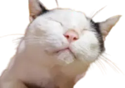 :chat_chinois2: