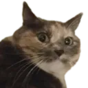 :ChatChoc: