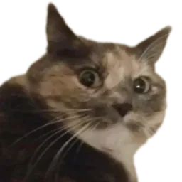 :ChatChoc: