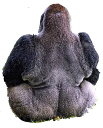 :Paindividu_bellesfesses: