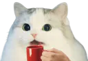 :cattofee: