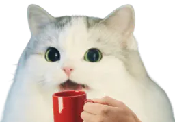 :cattofee:
