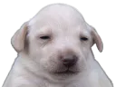 :Purereal: