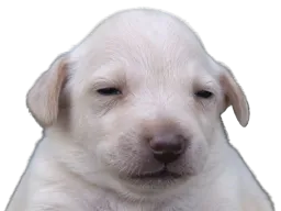 :Purereal: