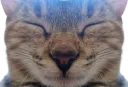 :praline_miroir2: