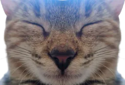 :praline_miroir2: