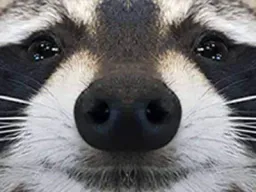 :raton_zoom: