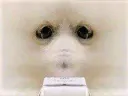 :double_miroir_wafent:
