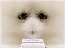 :double_miroir_wafent: