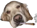 :chien_stone: