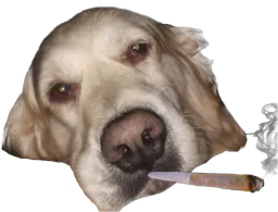 :chien_stone: