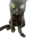 :Croquette_Mignon:
