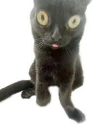 :Croquette_Mignon: