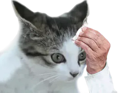 :Chat_Sueur:
