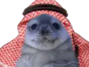 :PhoqueArab: