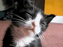 :chat_fatigue: