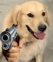 :chienflingue: