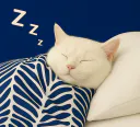 :dodochatbleu2: