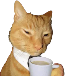 :chat_tasse1: