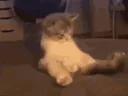 :Chaton_bande: