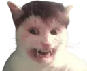 :Chat_SoniaMabrouk_: