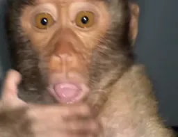 :Choc_singe_: