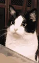 :Chat_Zoom_Leche: