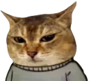 :VroChillguyZoom: