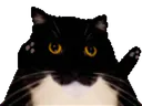 :TANGO_CAT: