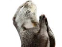 :loutre_prie: