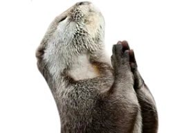 :loutre_prie: