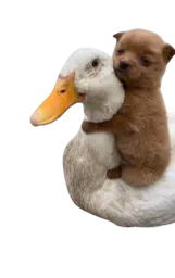 :mignon_chien_canard: