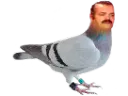 :pigeon: