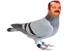 :pigeon: