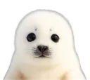 :phoqueneigefix: