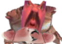 :Crabe_puceau: